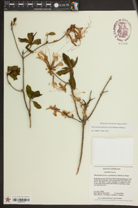 Rhododendron periclymenoides image