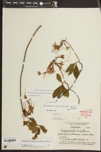 Rhododendron periclymenoides image