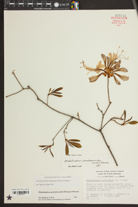 Rhododendron periclymenoides image