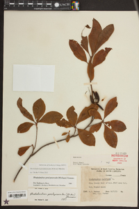 Rhododendron periclymenoides image