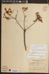 Rhododendron periclymenoides image