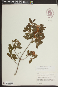 Rhododendron atlanticum image