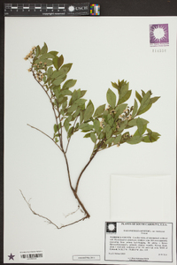 Vaccinium stamineum var. stamineum image