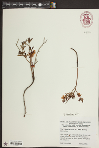 Vaccinium tenellum image