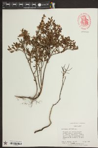 Vaccinium tenellum image