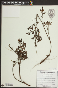 Vaccinium tenellum image