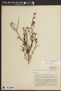 Vaccinium tenellum image