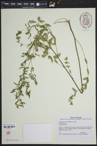 Chamaesyce hyssopifolia image