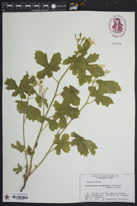 Cnidoscolus urens image
