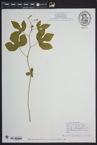 Cnidoscolus urens image