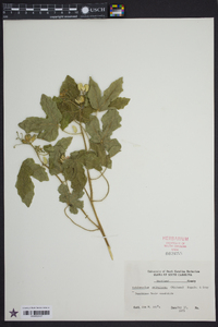Cnidoscolus urens image