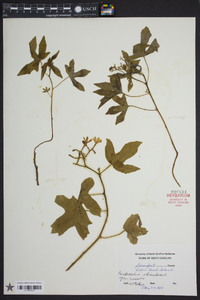 Cnidoscolus urens image