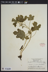 Cnidoscolus urens image