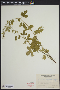 Cnidoscolus urens image