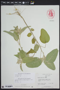 Croton capitatus image