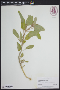 Croton punctatus image