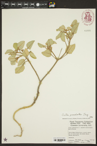 Croton punctatus image
