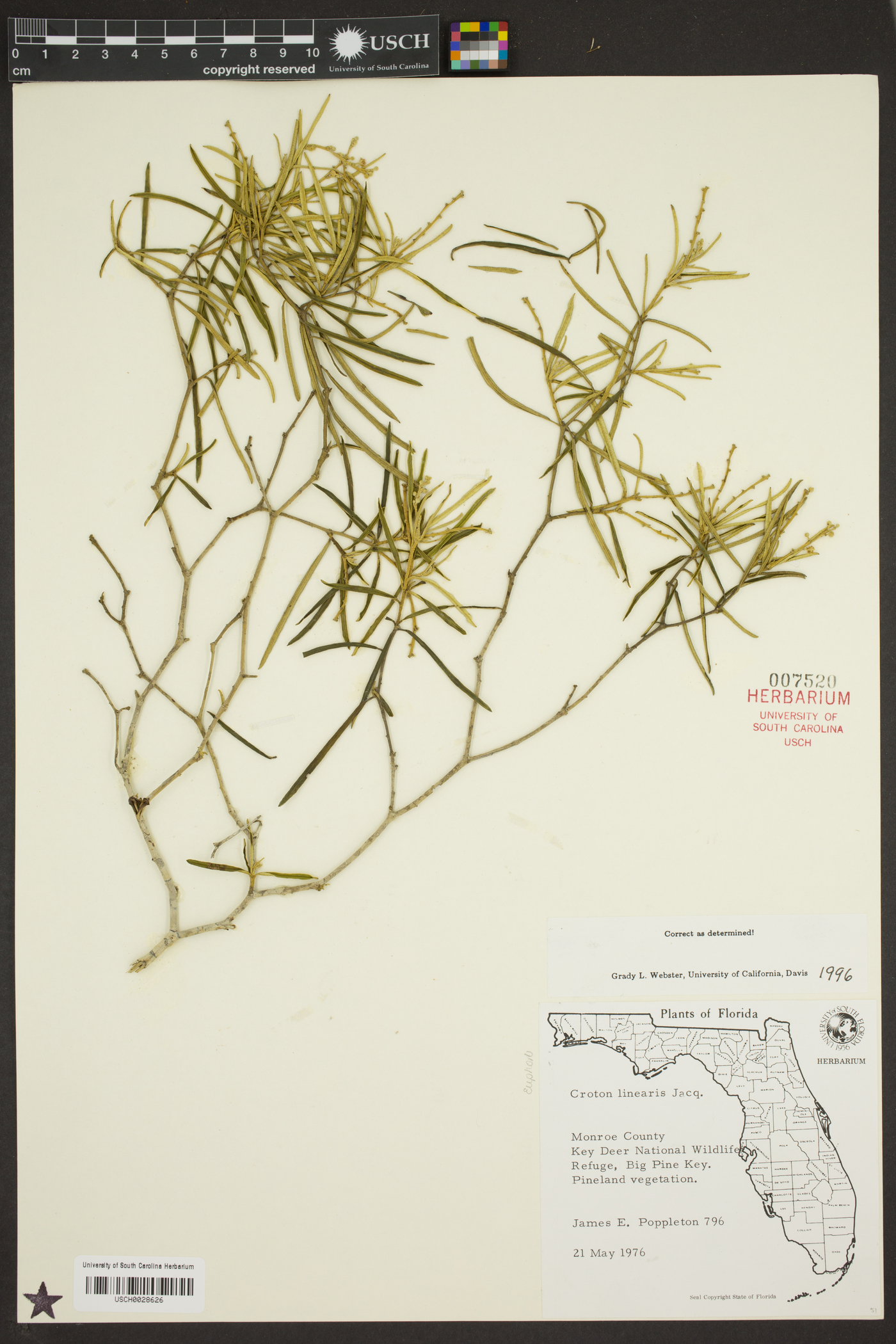 Croton linearis image