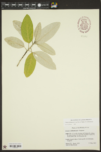 Croton alabamensis image