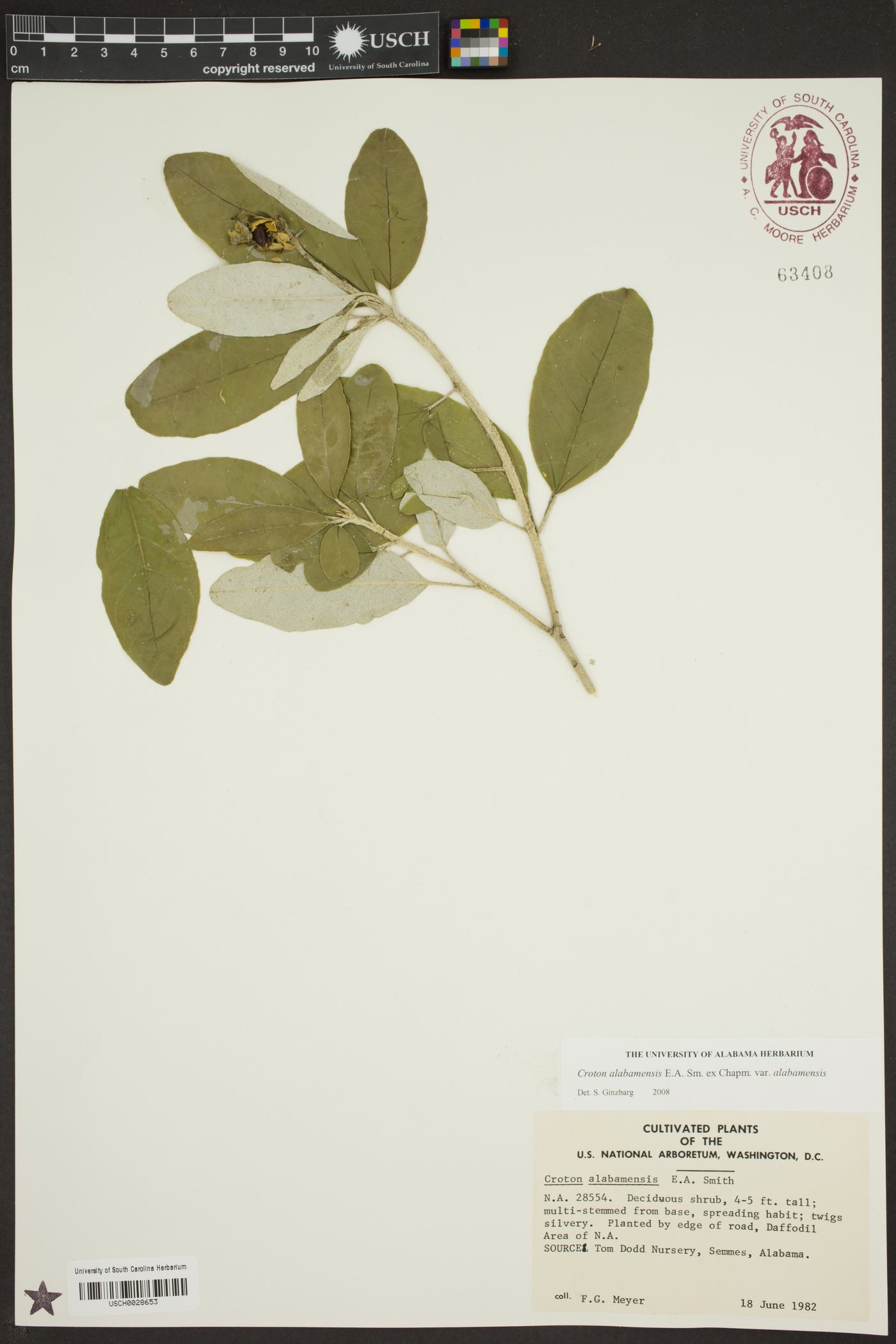 Croton alabamensis var. alabamensis image