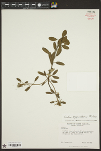 Croton argyranthemus image