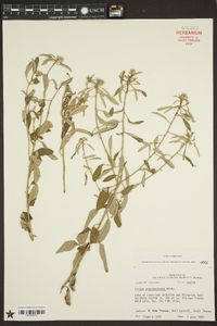 Croton argyranthemus image