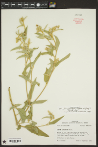 Croton capitatus image