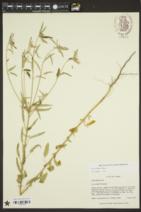 Croton elliottii image