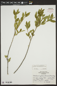 Ditrysinia fruticosa image