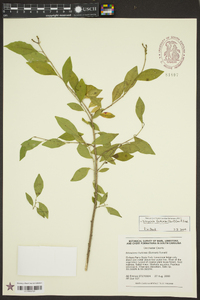 Ditrysinia fruticosa image