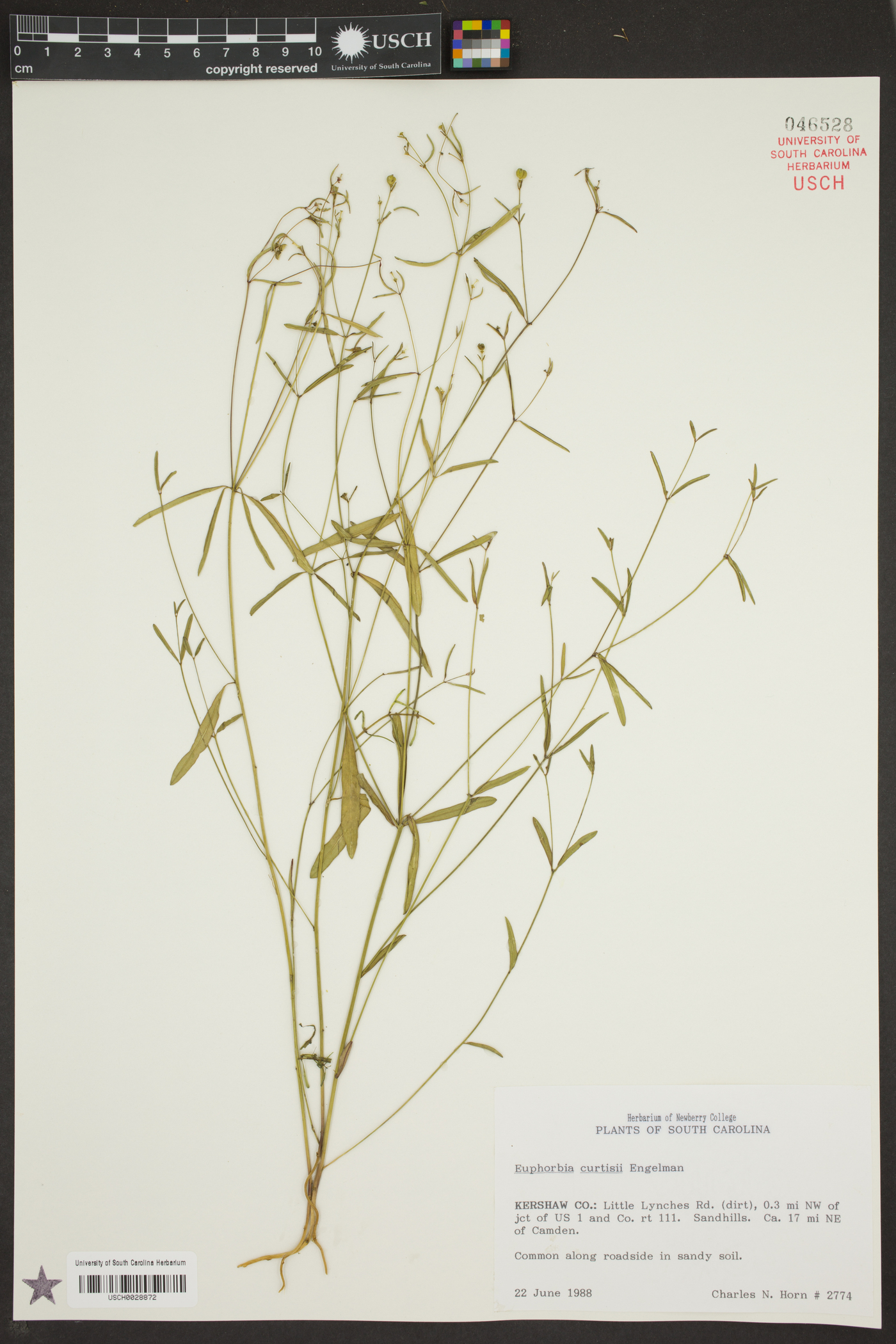 Euphorbia curtisii image