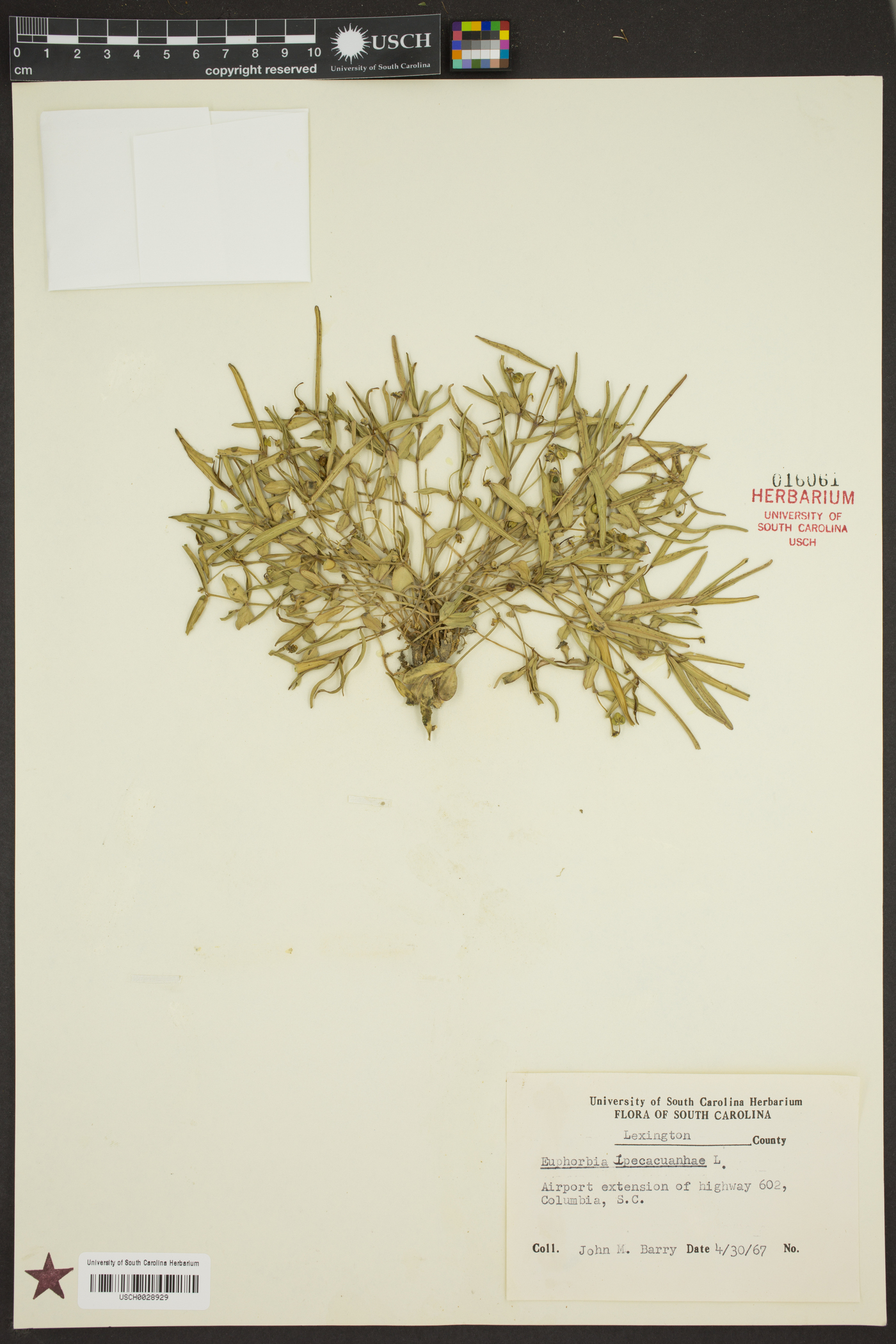 Euphorbia ipecacuanhae image