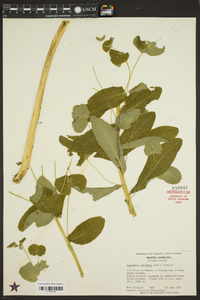 Euphorbia purpurea image