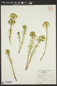 Euphorbia cyparissias image