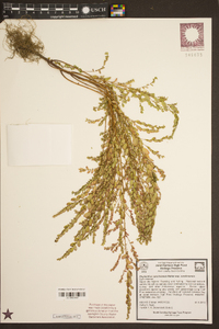 Phyllanthus caroliniensis image