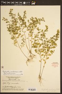 Phyllanthus caroliniensis subsp. caroliniensis image