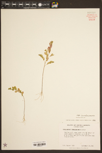 Phyllanthus caroliniensis image