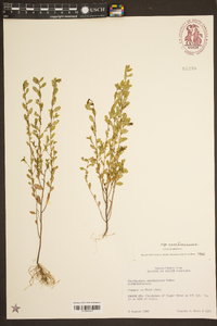 Phyllanthus caroliniensis image