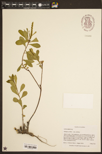 Stillingia sylvatica subsp. sylvatica image