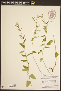 Tragia urticifolia image