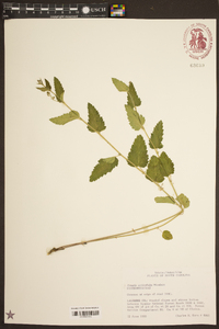 Tragia urticifolia image