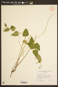 Tragia urticifolia image