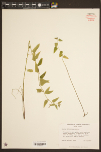 Tragia urticifolia image