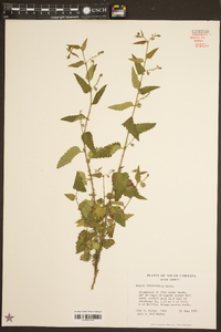 Tragia urticifolia image