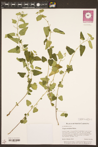 Tragia urticifolia image