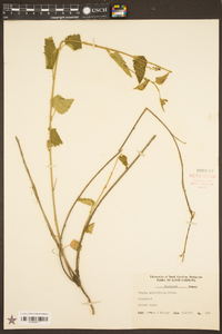 Tragia urticifolia image