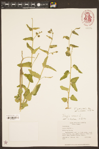 Tragia urticifolia image