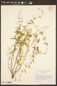 Tragia urticifolia image