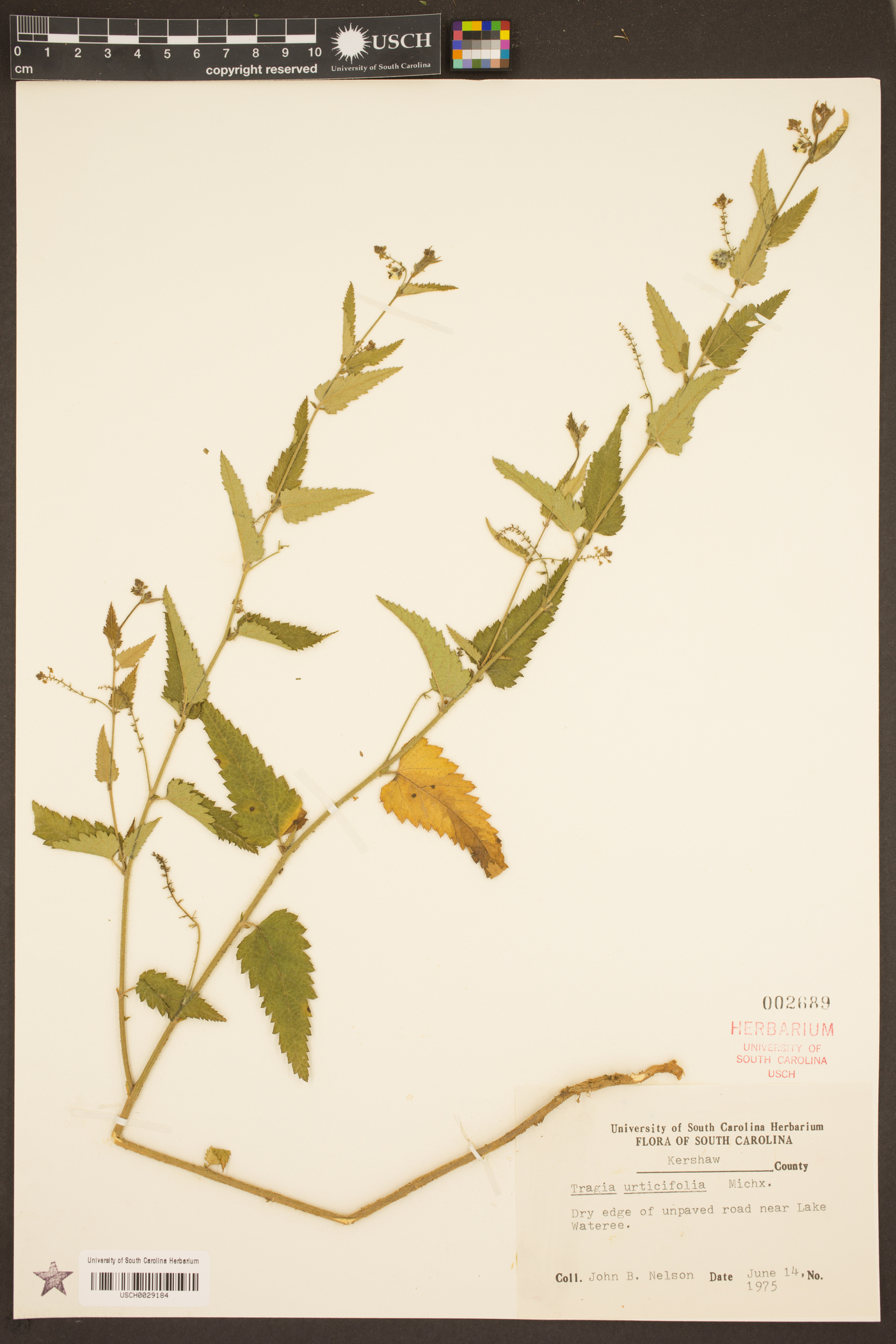 Tragia urticifolia image