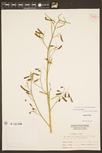 Aeschynomene indica image